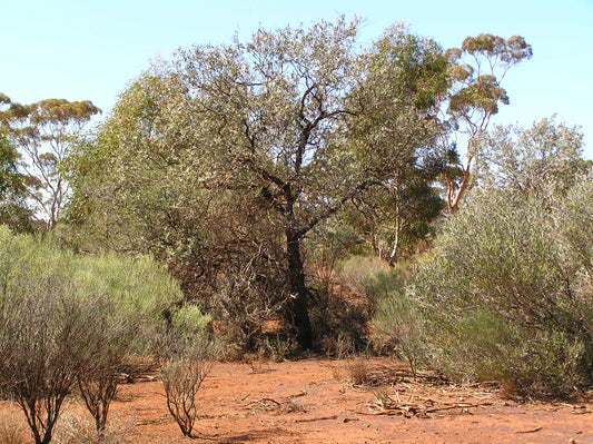 Sustainability of Wild Western Australian Sandalwood