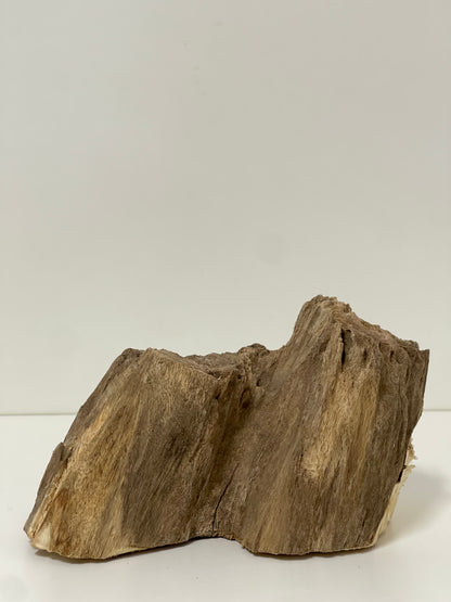 Australian Agarwood Feature Piece