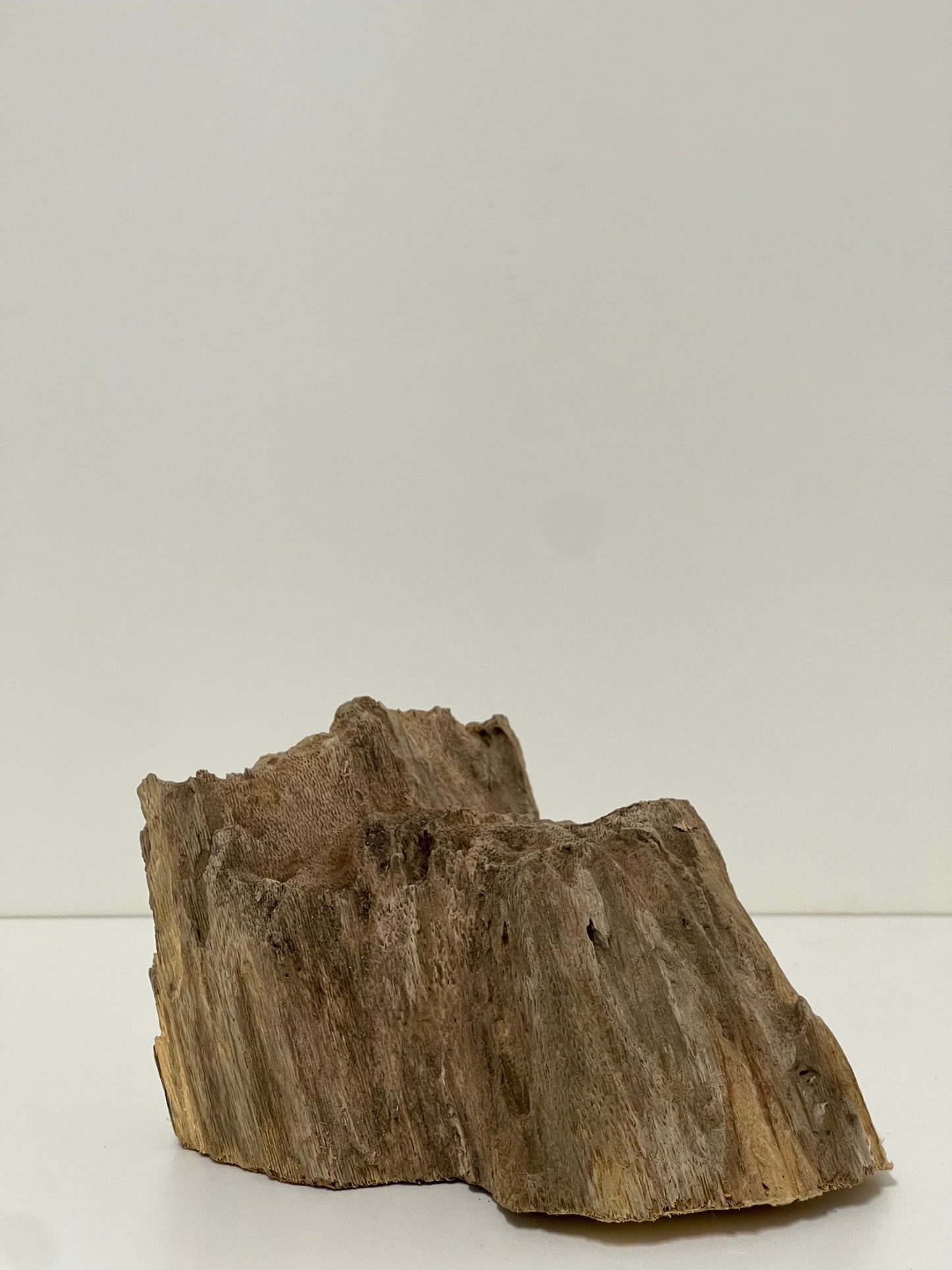 Australian Agarwood Feature Piece