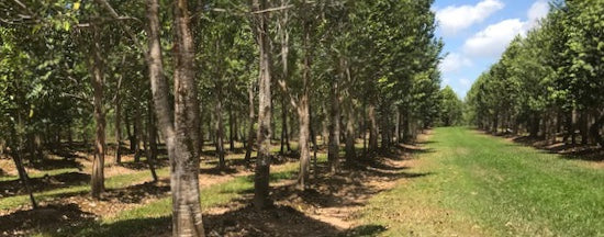 Australian Agarwood Essential Oil - New Mountain